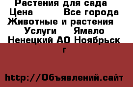 Растения для сада › Цена ­ 200 - Все города Животные и растения » Услуги   . Ямало-Ненецкий АО,Ноябрьск г.